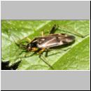 Harpocera thoracica - Weichwanze 01.jpg